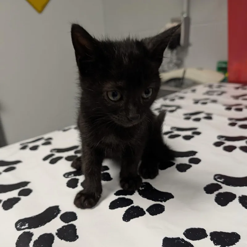 A baby small-sized male Black Domestic Short Hair cat named Jordan for adoption in Greenville, SC