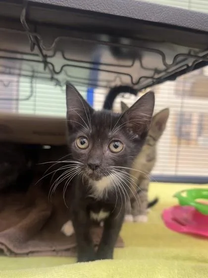 A baby small-sized female Domestic Short Hair cat named Adele for adoption in Vero Beach, FL