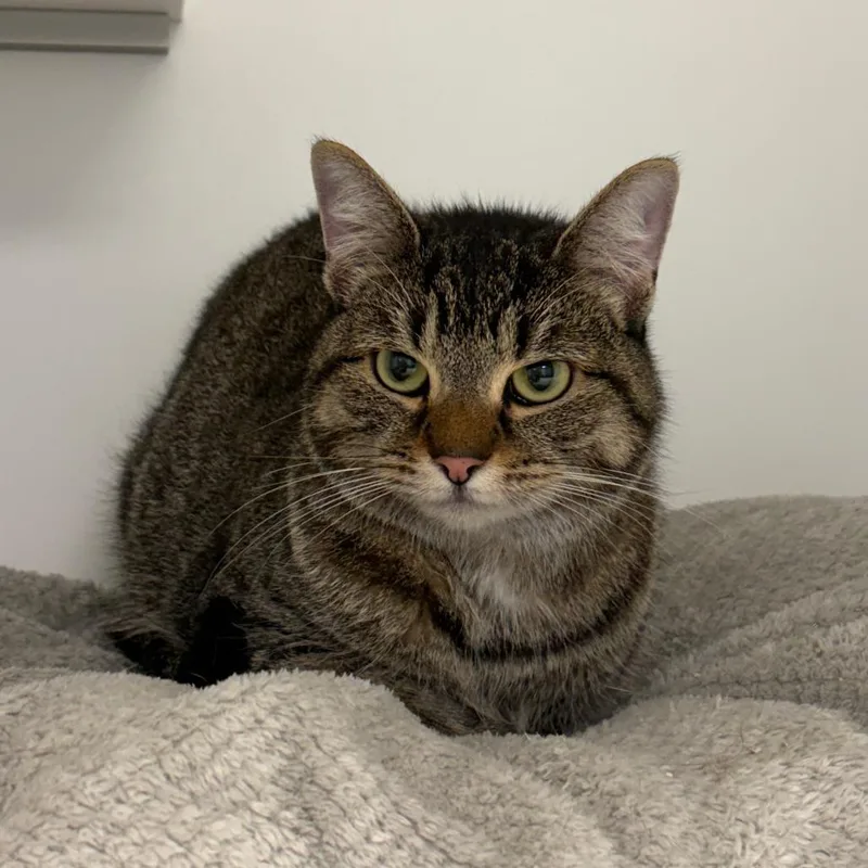 An adult medium-sized female Brown / Chocolate Domestic Short Hair cat named Moomie for adoption in Boston, MA