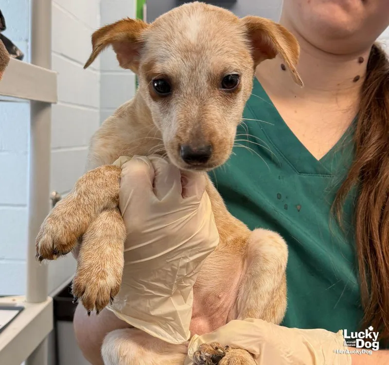 A baby small-sized female Beagle dog named Gore for adoption in Washington, DC