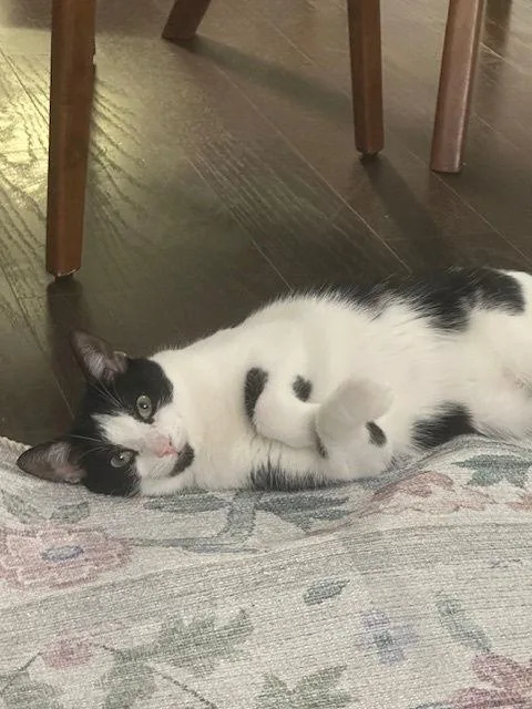 Reed And Oboe thumbnail 2