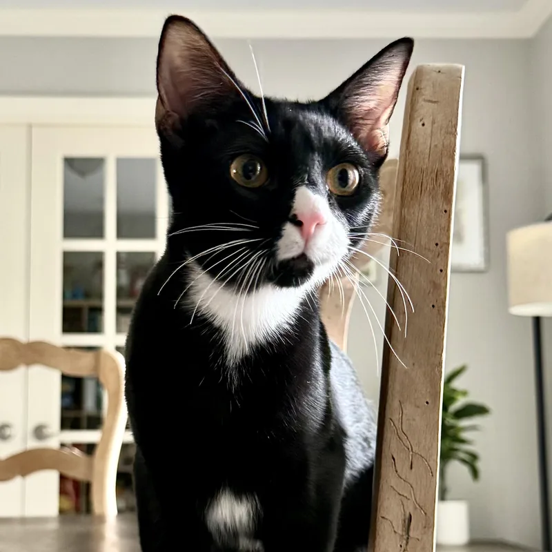 A baby medium-sized male Black & White / Tuxedo Domestic Short Hair cat named Pip for adoption in Liverpool, TX