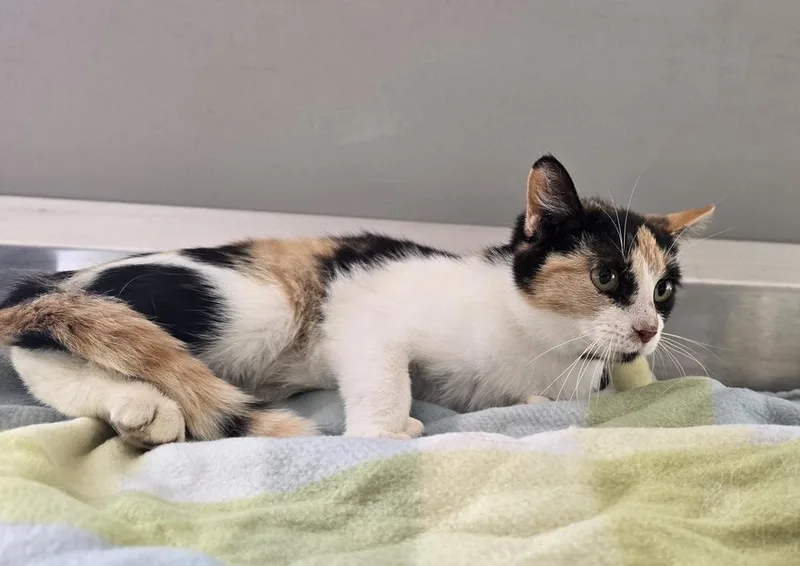 A young medium-sized female Black & White / Tuxedo Calico cat named Eloise for adoption in Dickson, TN