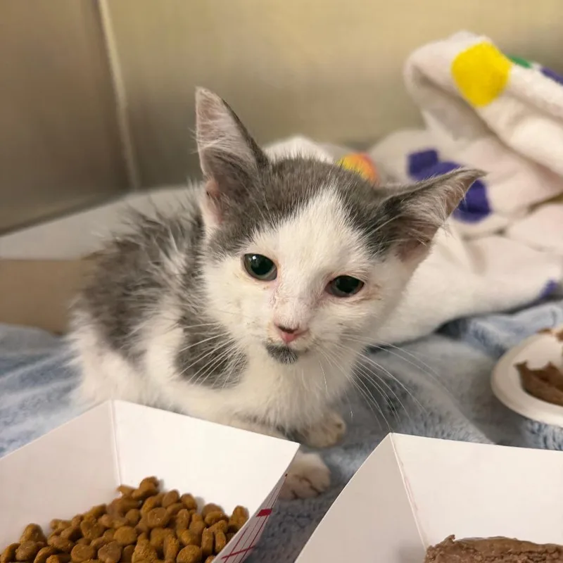 A baby small-sized female Domestic Short Hair cat named "Lou" for adoption in Perkiomenville, PA
