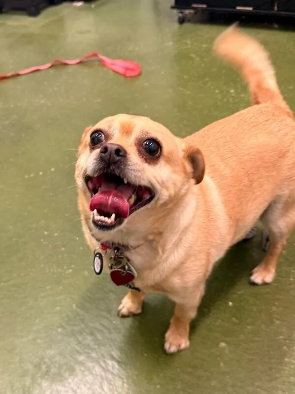 An adult small-sized female Yellow / Tan / Blond / Fawn Chihuahua dog named Mookie for adoption in Fruit Heights, UT