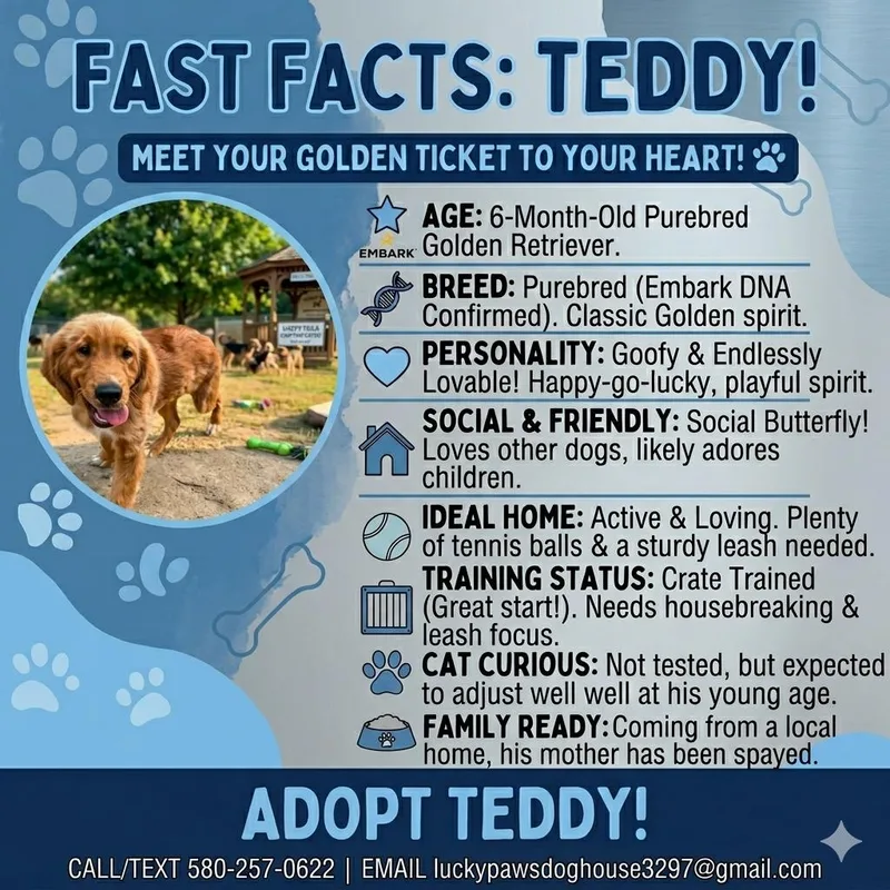 A baby large-sized male Golden Retriever dog named Teddy for adoption in Tishomingo, OK