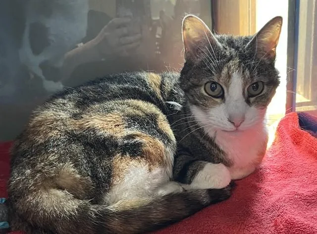 An adult small-sized female Domestic Short Hair cat named Lilly for adoption in Westminster, MD