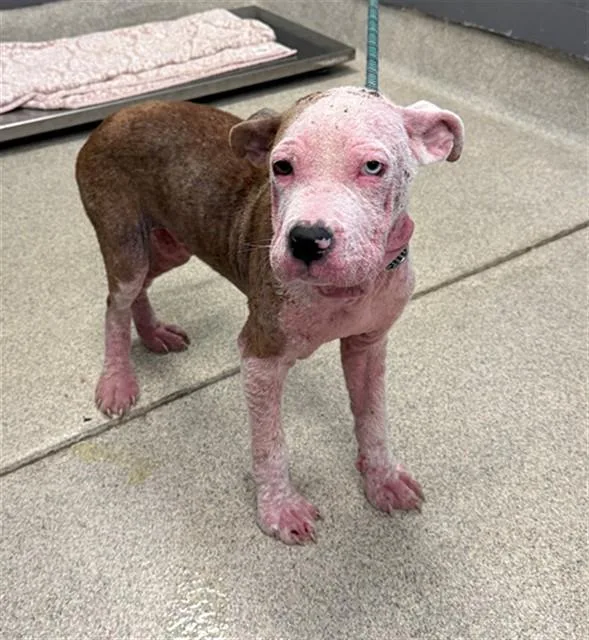 A young small-sized male Staffordshire Bull Terrier dog named Crumble for adoption in Tallahassee, FL