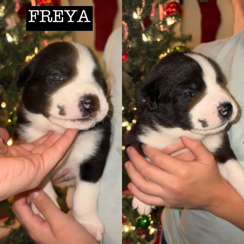 Momma Eleni  Girls thumbnail 2