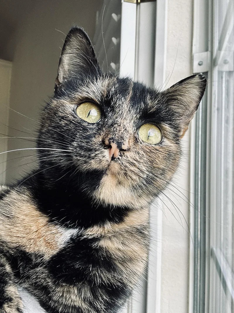 An adult medium-sized female Tortoiseshell cat named Gaia for adoption in Fort Worth, TX