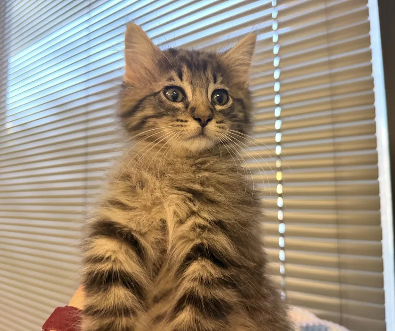 Cyrus