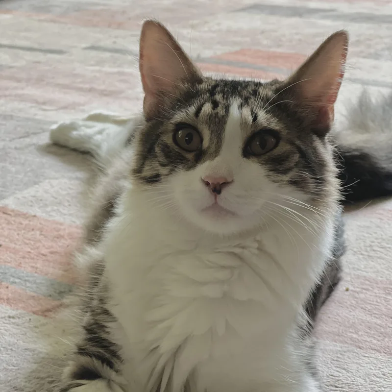 A young medium-sized male Tabby (Buff / Tan / Fawn) Domestic Medium Hair cat named Atticus for adoption in Maplewood, NJ