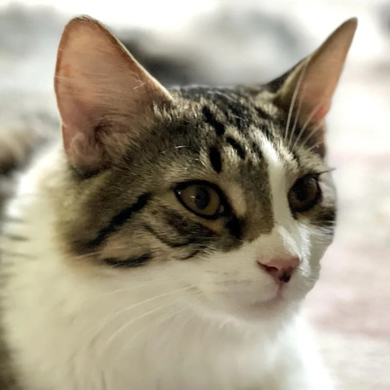 Atticus thumbnail 2