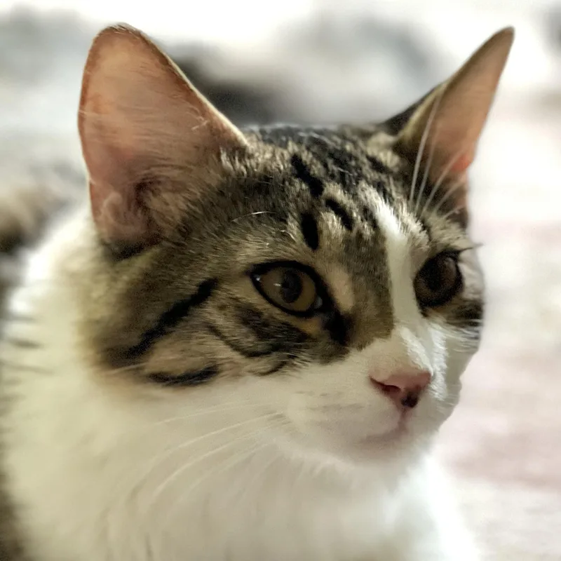 Atticus thumbnail 5