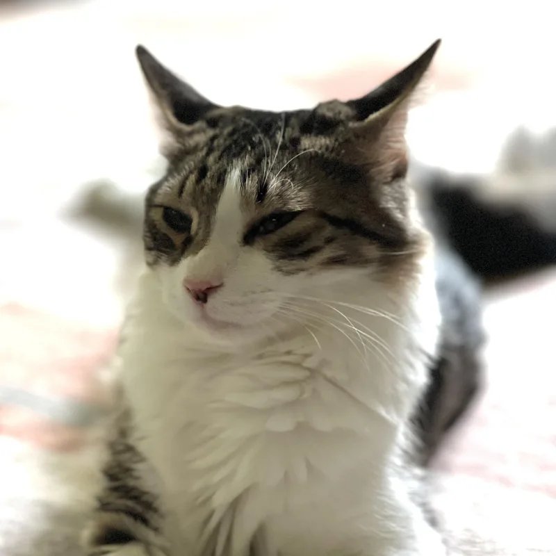 Atticus thumbnail 6