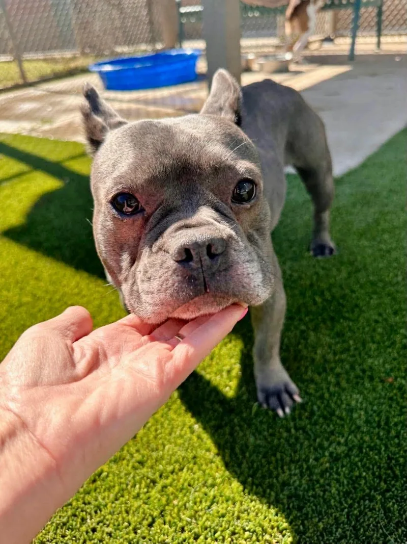An adult medium-sized male French Bulldog dog named Bluey for adoption in Kuna, ID