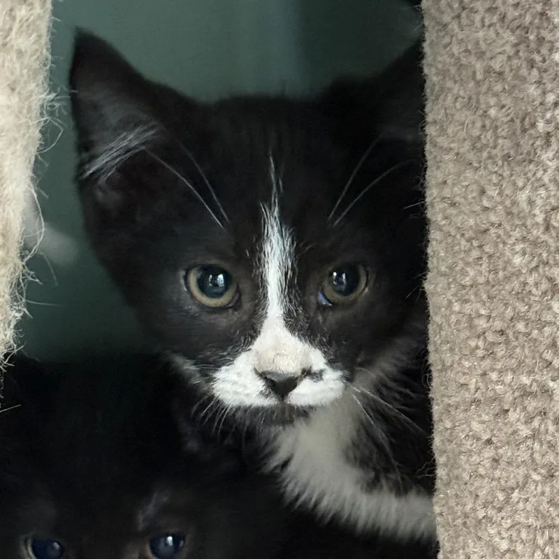 A baby small-sized female Black Domestic Short Hair cat named Pop Rocks for adoption in South Elgin, IL