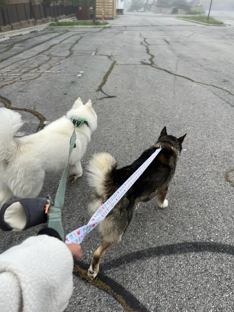 A young medium-sized male Husky dog named Gunnar for adoption in santa monica, CA