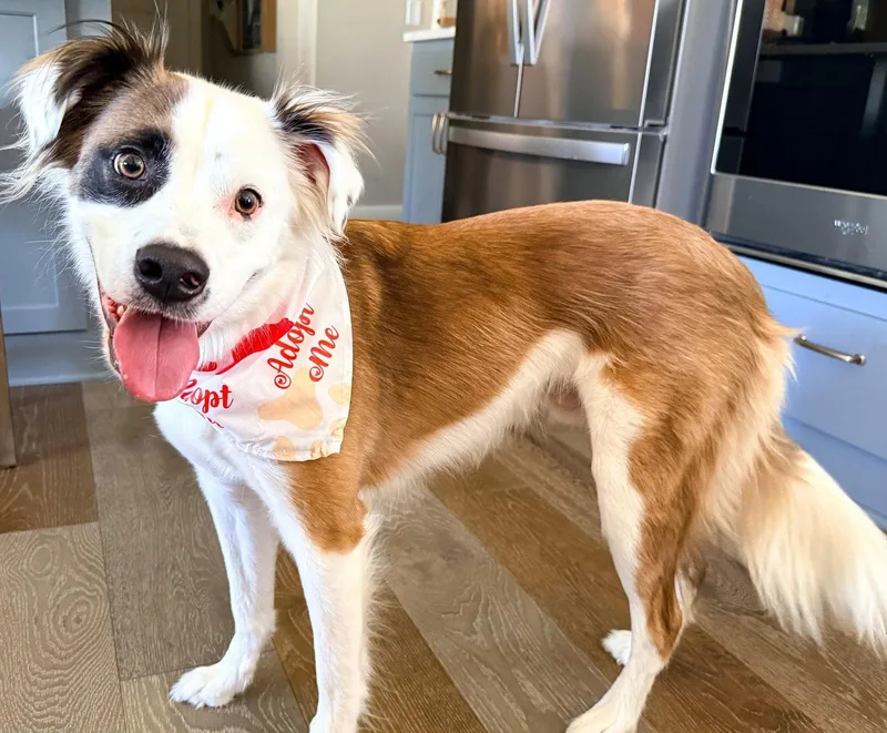 An adult large-sized male English Springer Spaniel dog named Lentil for adoption in Brooklyn Center, MN