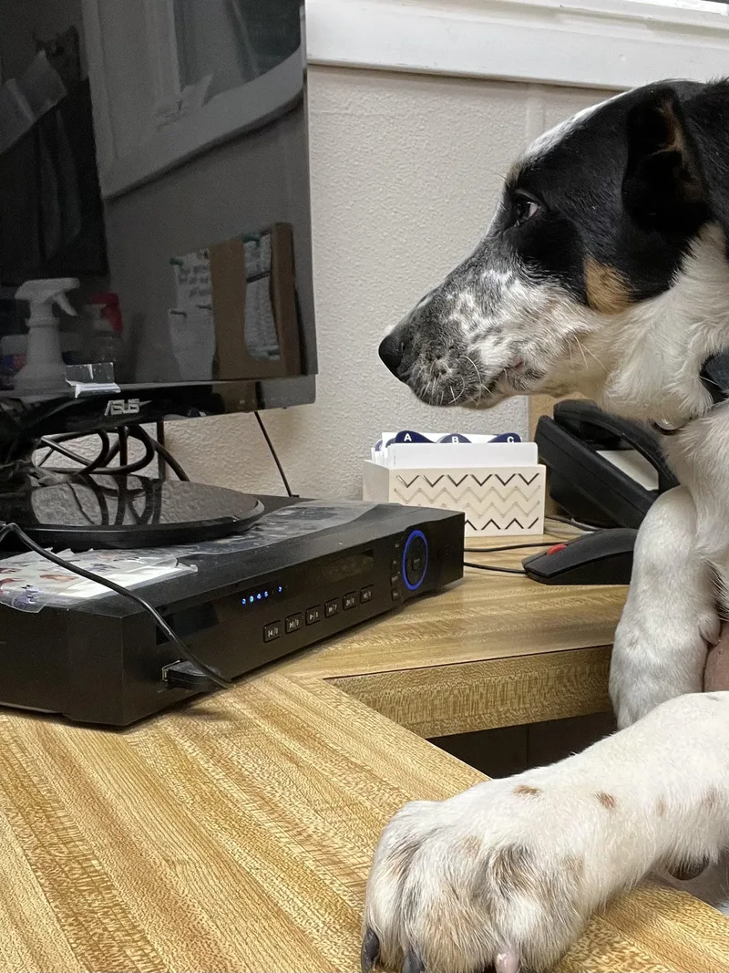 A young medium-sized male Australian Cattle Dog / Blue Heeler dog named MooMoo for adoption in Farmington, MO