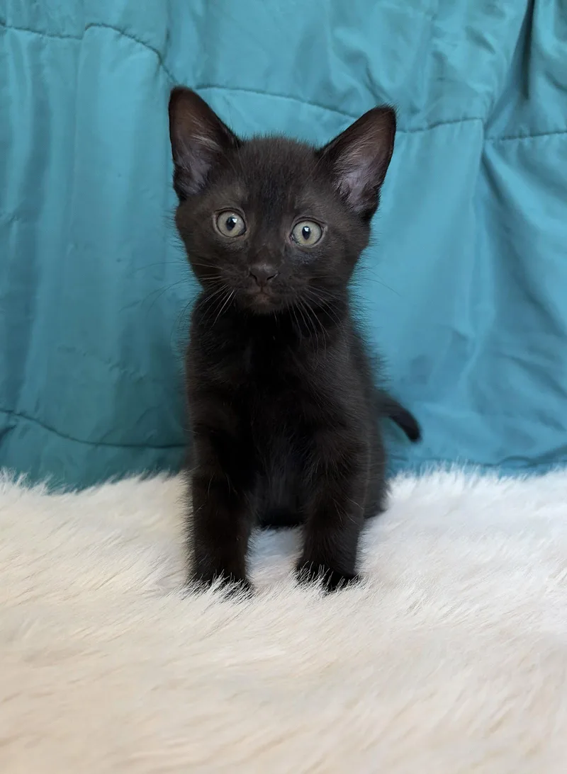 A baby medium-sized male Black Domestic Short Hair cat named Phoenix for adoption in Elgin, IL