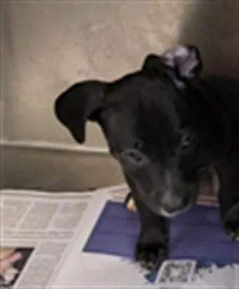 A baby small-sized male Pit Bull Terrier dog named Simon for adoption in Los Angeles, CA