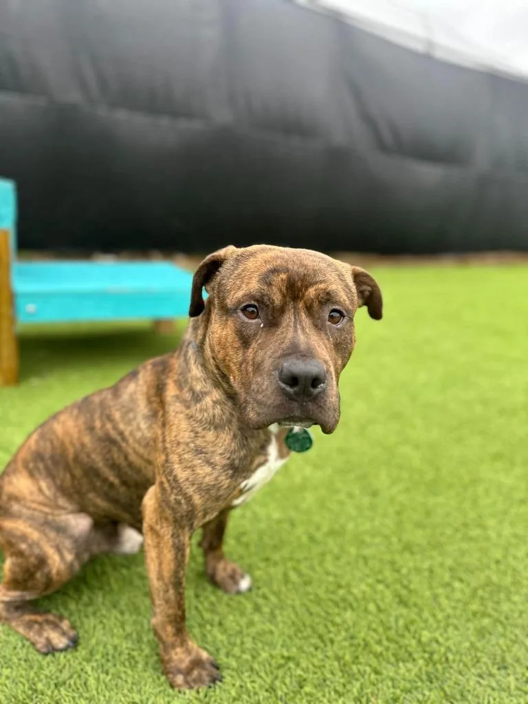 A young large-sized male Mixed Breed dog named Prince for adoption in Detroit, MI