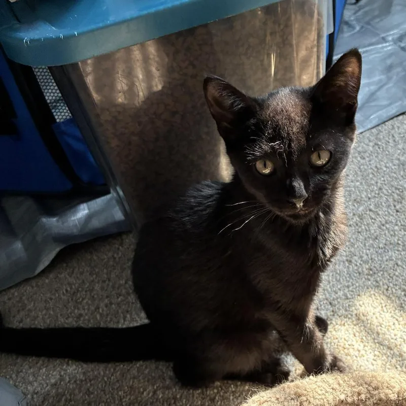 A young small-sized male Black Domestic Short Hair cat named Bombay for adoption in Bel Air, MD