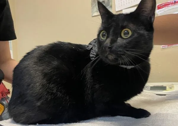 An adult medium-sized female Domestic Short Hair cat named Lloyd for adoption in Oceanside, CA