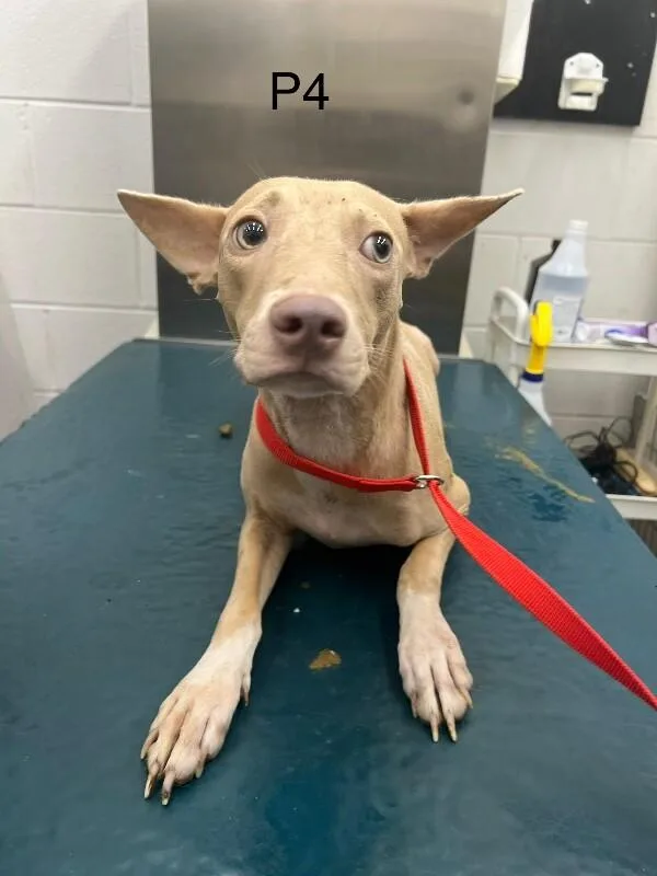 An adult medium-sized female White / Cream Mixed Breed dog named Pixel for adoption in Mobile, AL