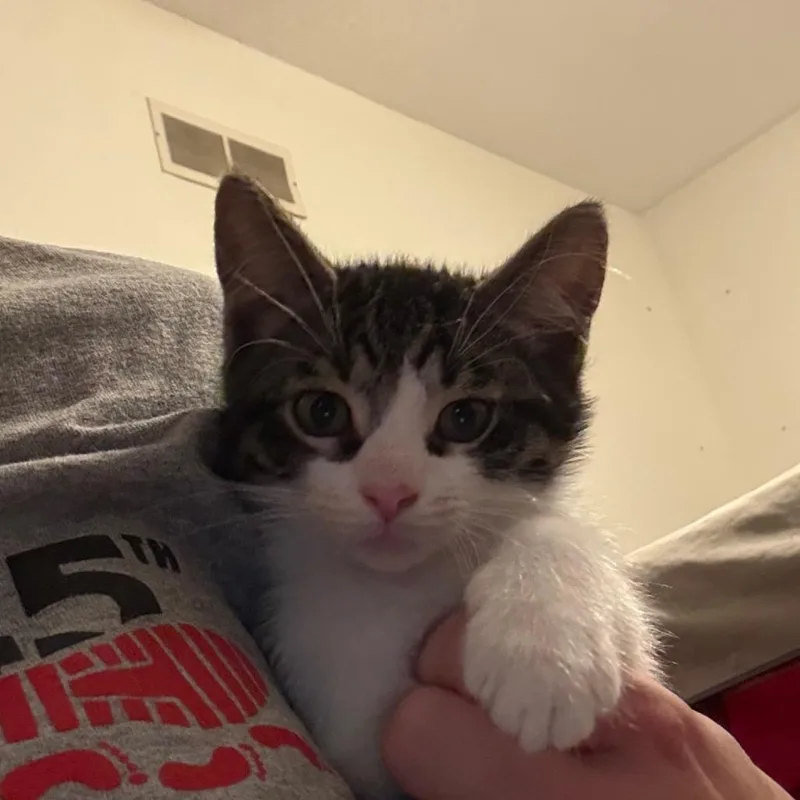 A baby small-sized male Black Domestic Short Hair cat named William for adoption in Canton, IL