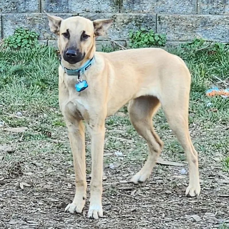 A young medium-sized male Apricot / Beige Whippet dog named Beto for adoption in Bend, OR