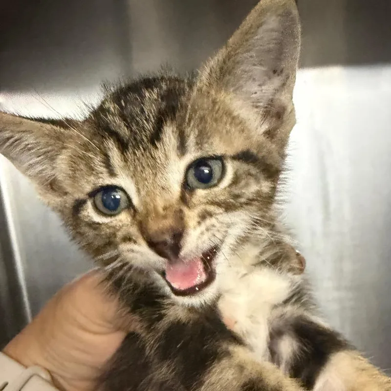 A baby small-sized male Gray / Blue / Silver Domestic Short Hair cat named BRAZStray_ for adoption in Lake Jackson, TX