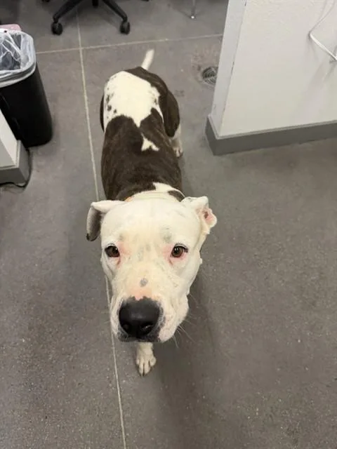 A young medium-sized female Pit Bull Terrier dog named Nibble for adoption in Mesa, AZ