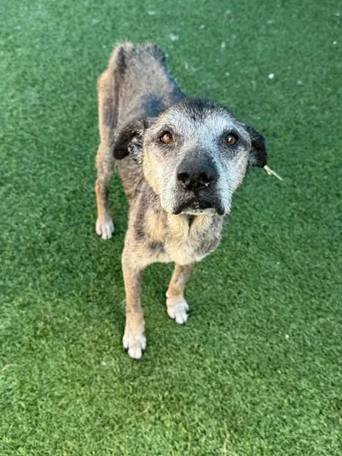 An adult large-sized male Mixed Breed dog named Travis for adoption in Dallas, TX