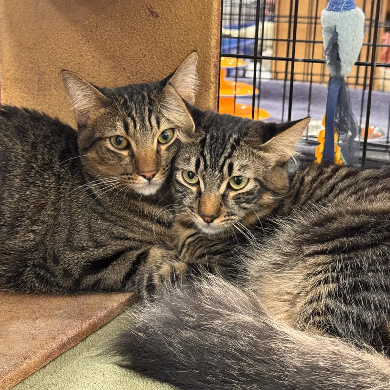 A young medium-sized male Domestic Short Hair cat named Prancer and Rudolph for adoption in Sacramento, CA