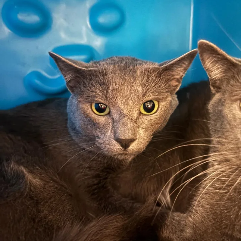 A young medium-sized male Gray / Blue / Silver Domestic Short Hair cat named Charming for adoption in Waukesha, WI