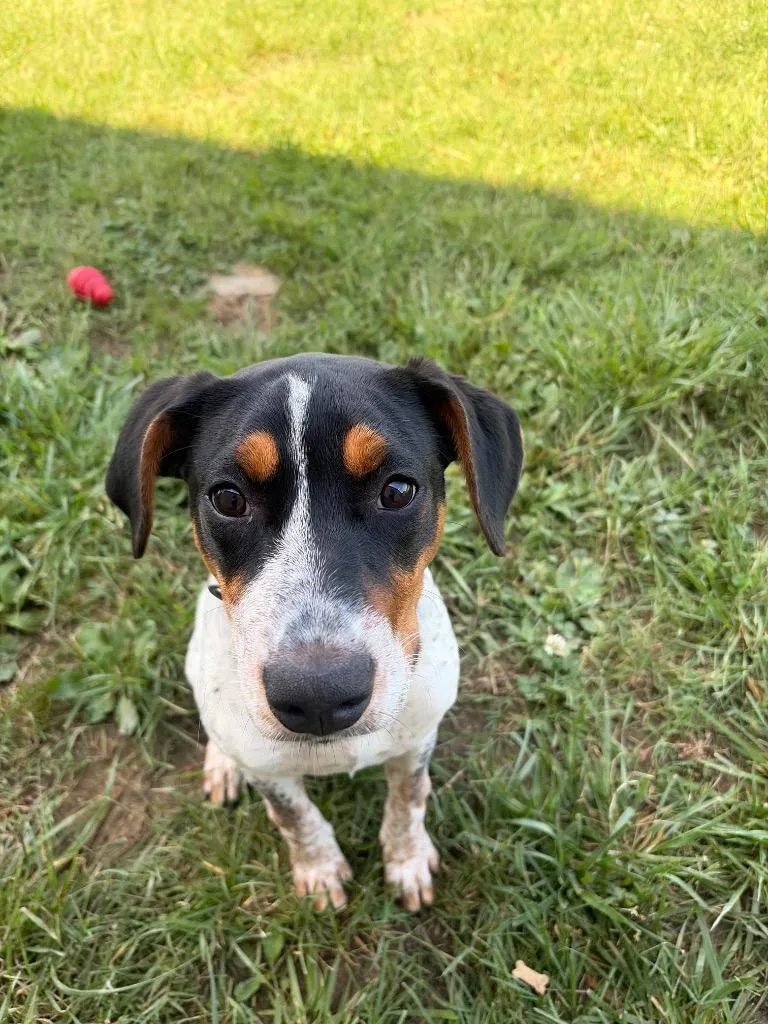 A baby large-sized female Mixed Breed dog named Lucy for adoption in Gallatin, TN