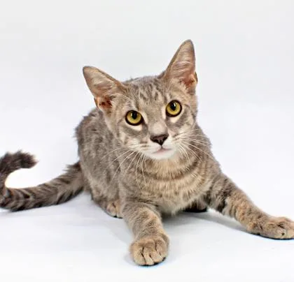 A young small-sized male Domestic Short Hair cat named Bennett for adoption in Morton Grove, IL