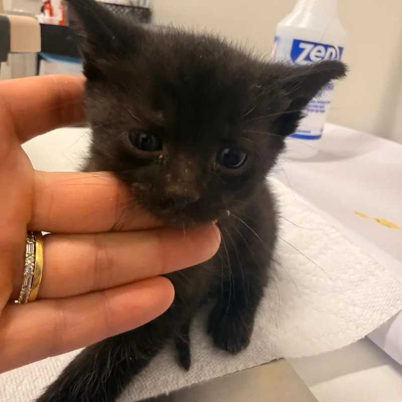 A baby small-sized female Black Domestic Short Hair cat named Gobi for adoption in Chattanooga, TN