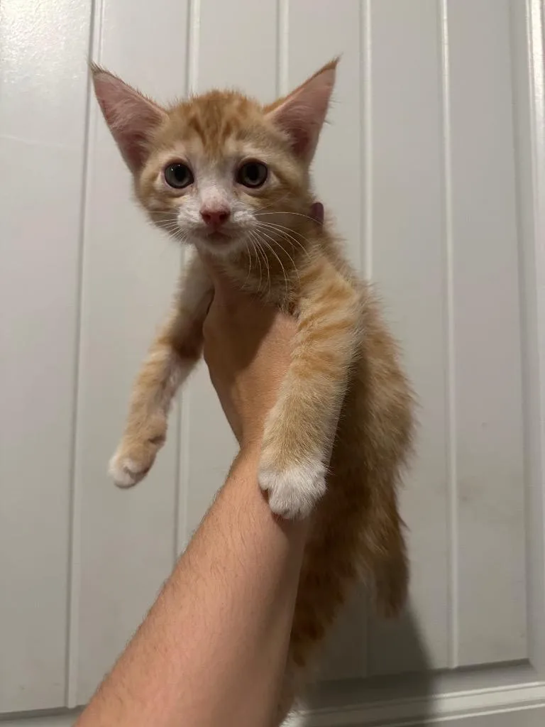 Titan