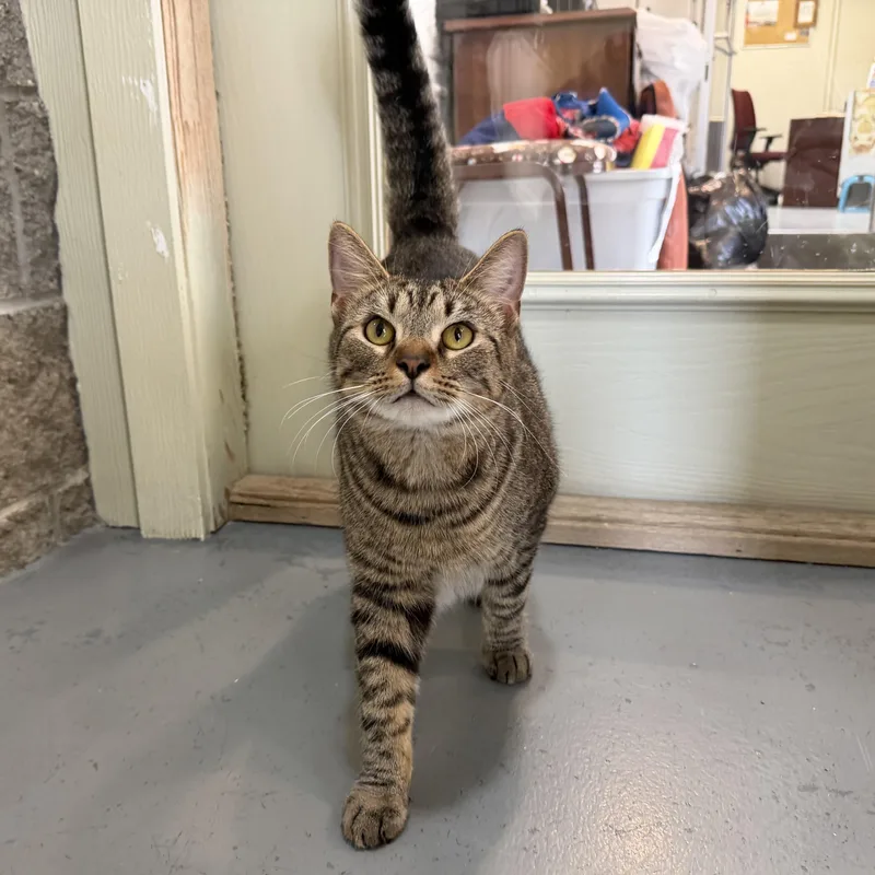 A young medium-sized male Tabby (Brown / Chocolate) Domestic Short Hair cat named Leo for adoption in Latrobe, PA