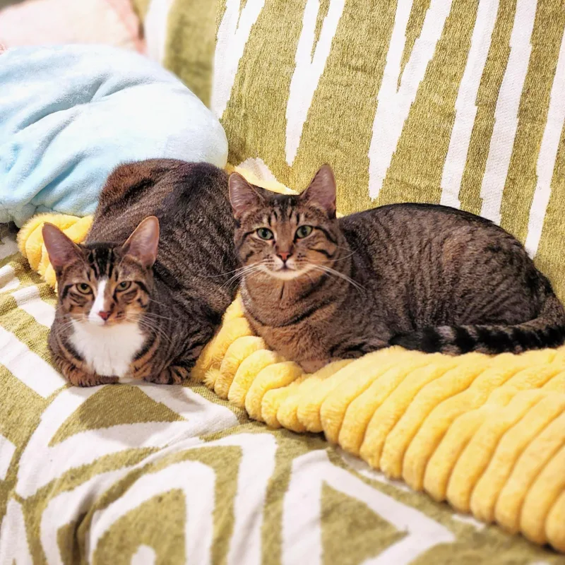 Tilly and Clover