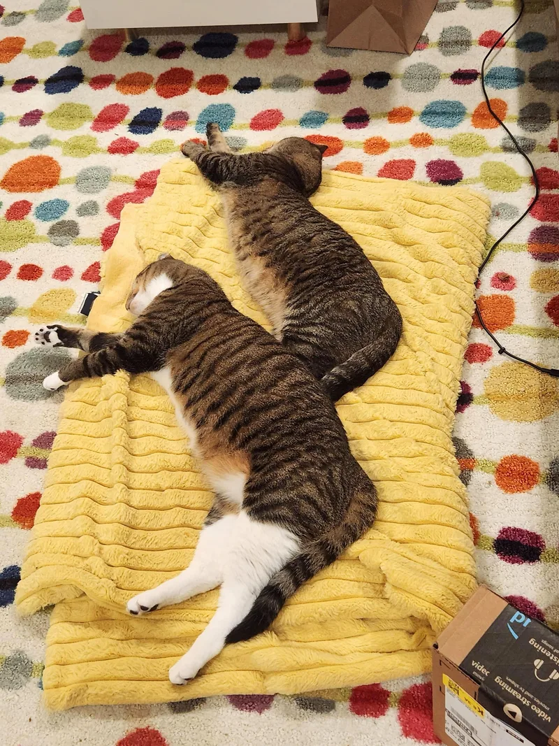 Tilly and Clover thumbnail 3