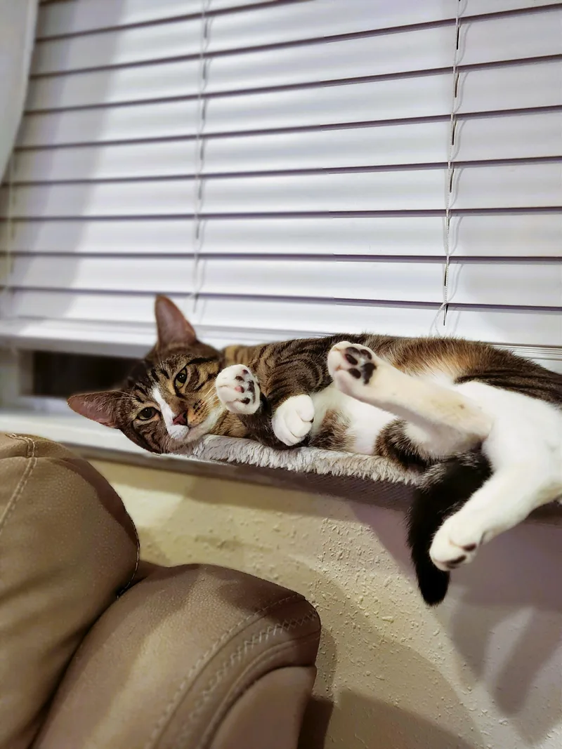 Tilly and Clover thumbnail 5