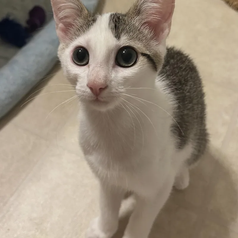 A baby medium-sized female Gray & White Domestic Short Hair cat named Cookie for adoption in Kannapolis, NC