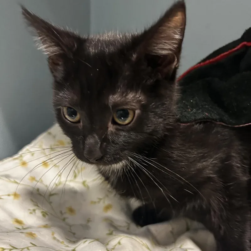 A baby small-sized male Black Domestic Short Hair cat named Yoru for adoption in Chattanooga, TN
