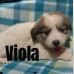 Viola