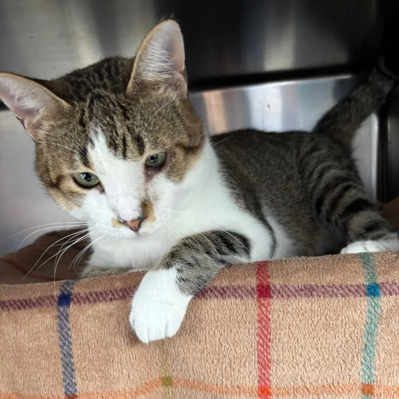 An adult large-sized male Domestic Short Hair cat named Rocky for adoption in Grand Rapids, MI