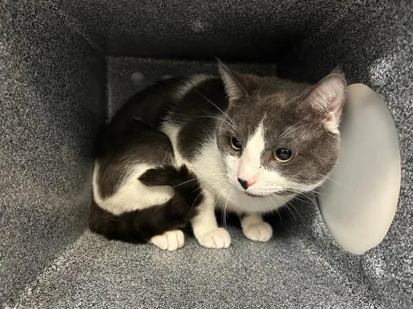 A young medium-sized male Domestic Short Hair cat named Chunky for adoption in New York, NY